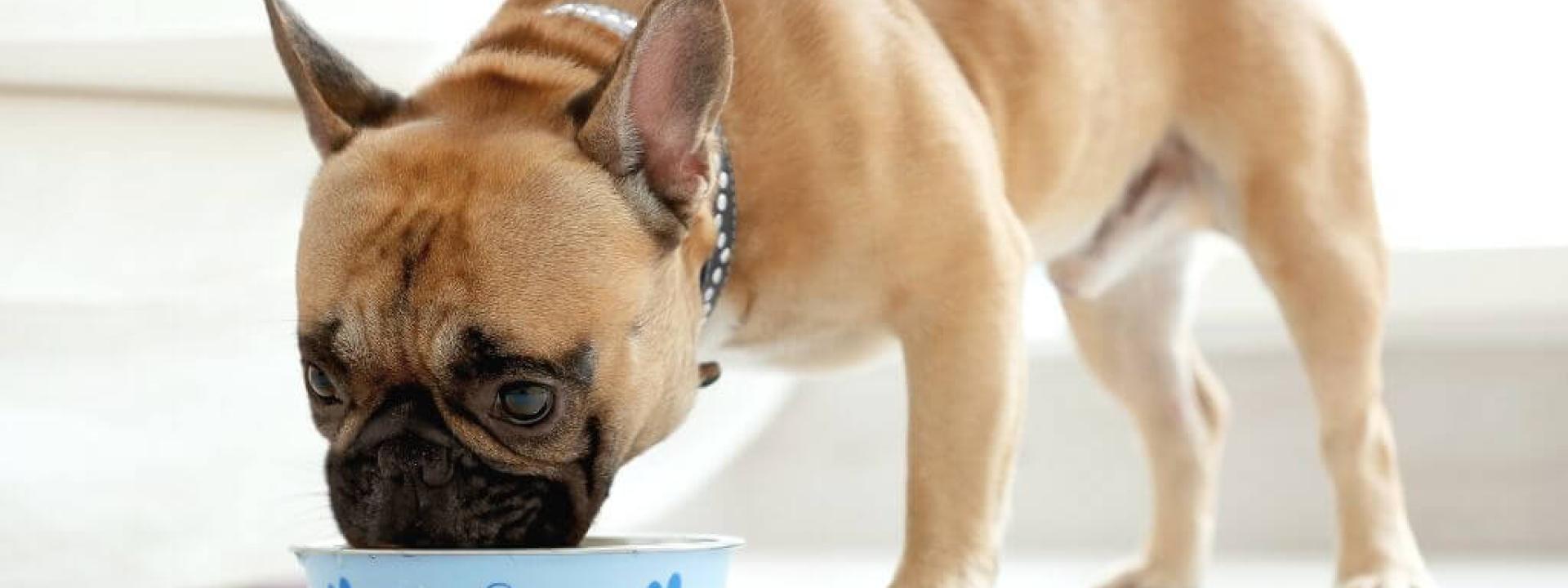 Dog eating out of a bowl.