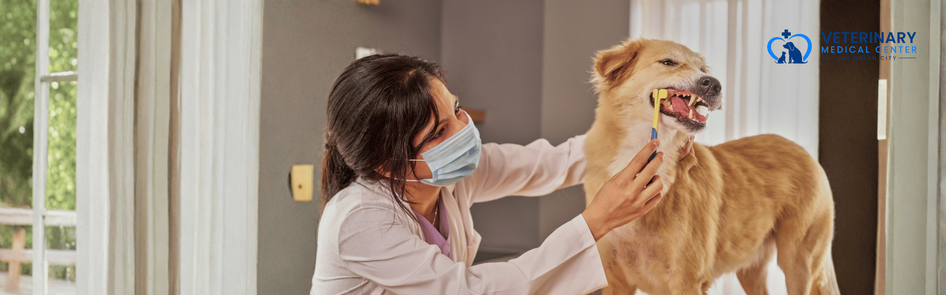 February is National Pet Dental Health Month!