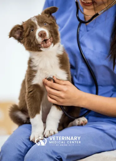 The Finest in Veterinary Care