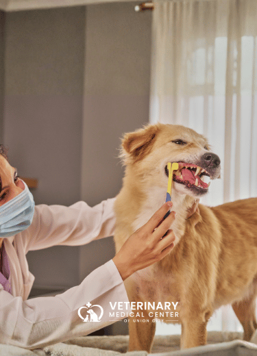February is National Pet Dental Health Month!
