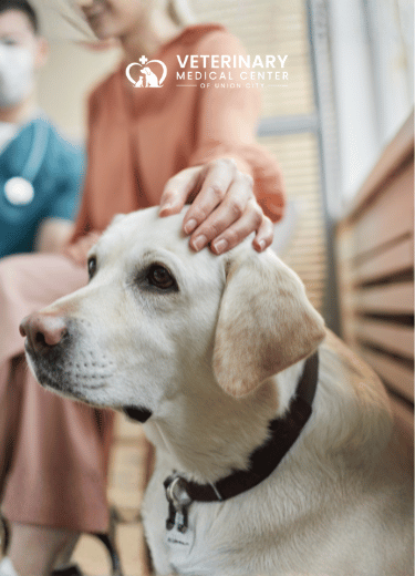 Complete Pet Dental Care with Expert Service