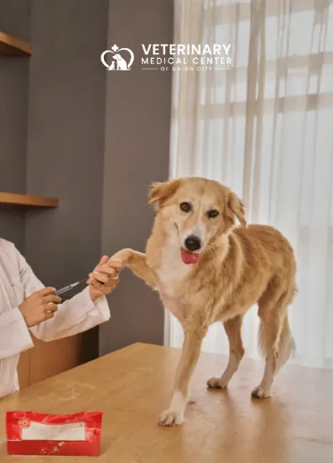 Urgent Care When Your Pet Needs It Most