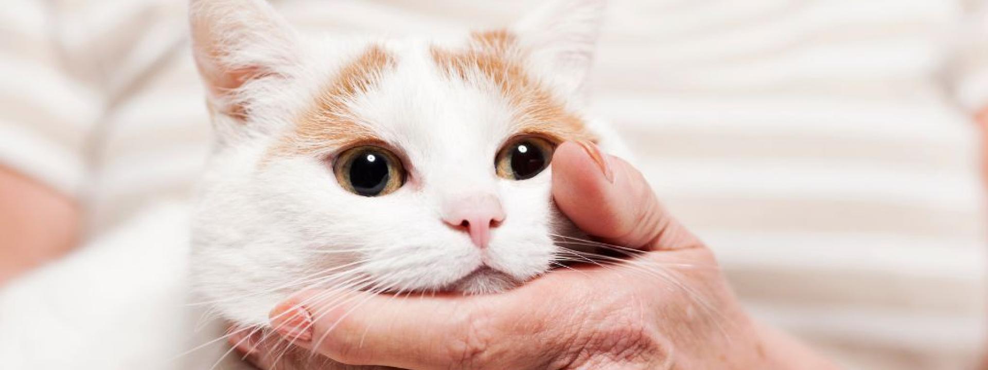 Kidney disease in cats