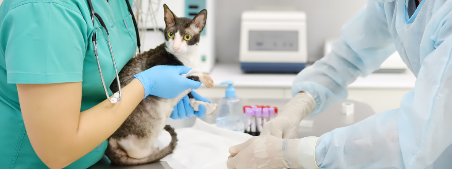 Routine bloodwork for cats