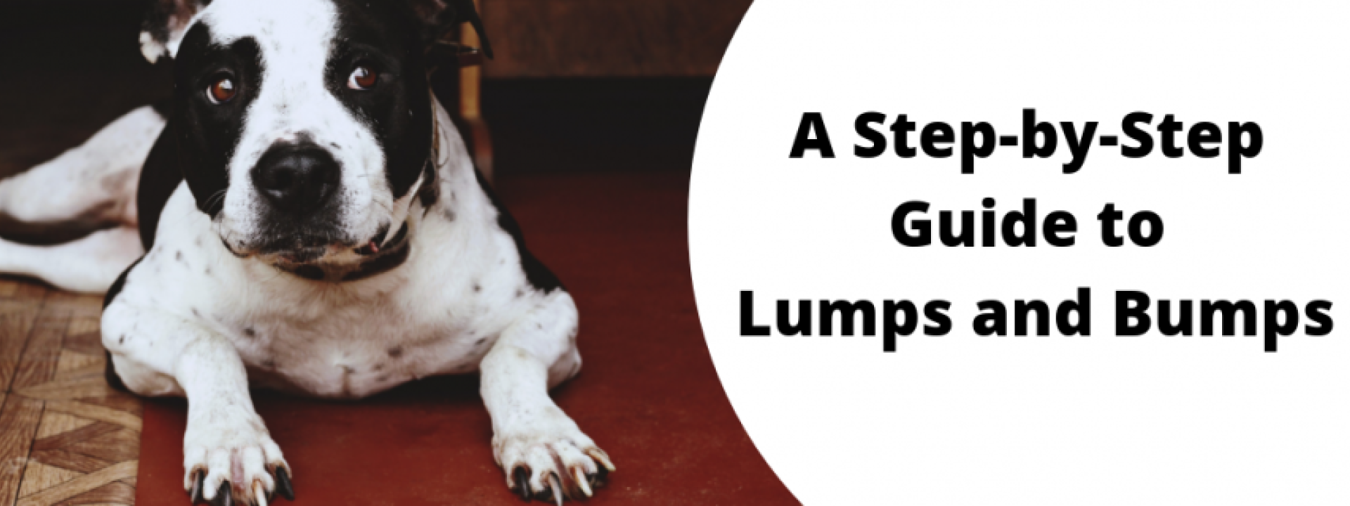 A dog with the text - A Step-by-Step Guide to Lumps and Bumps
