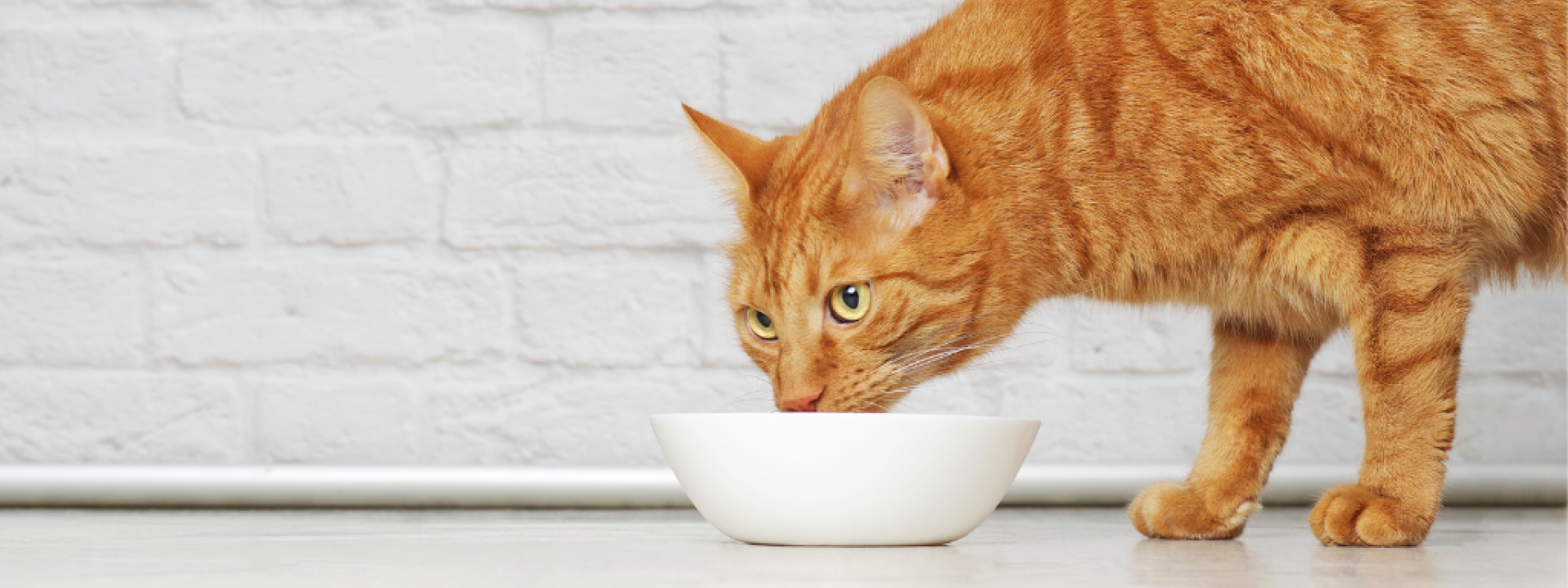 Ginger cat eating