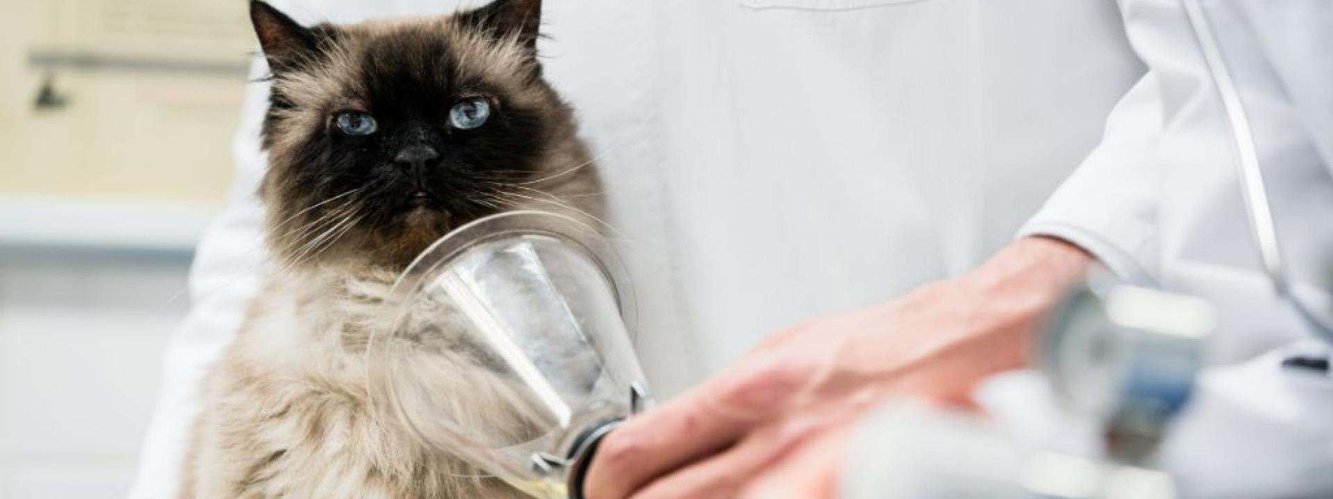 Veterinarian preparing oxygen max for cat anesthesia.