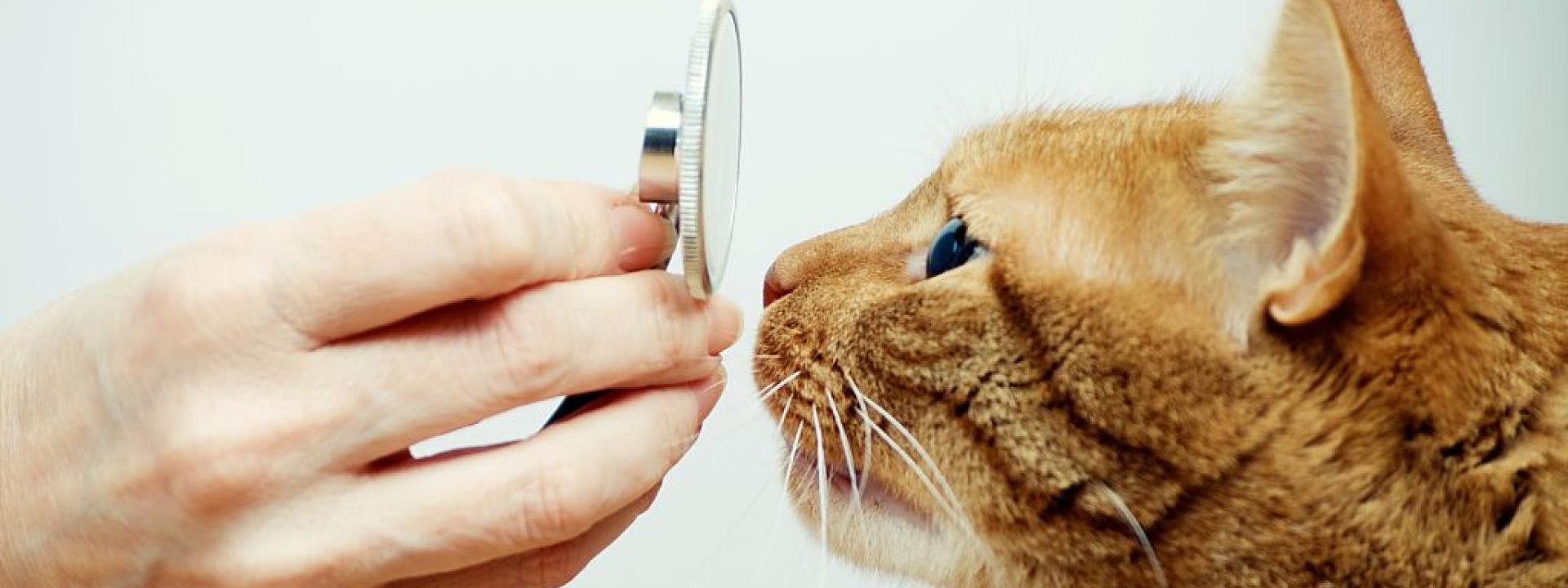 Cat sniffing a stethoscope