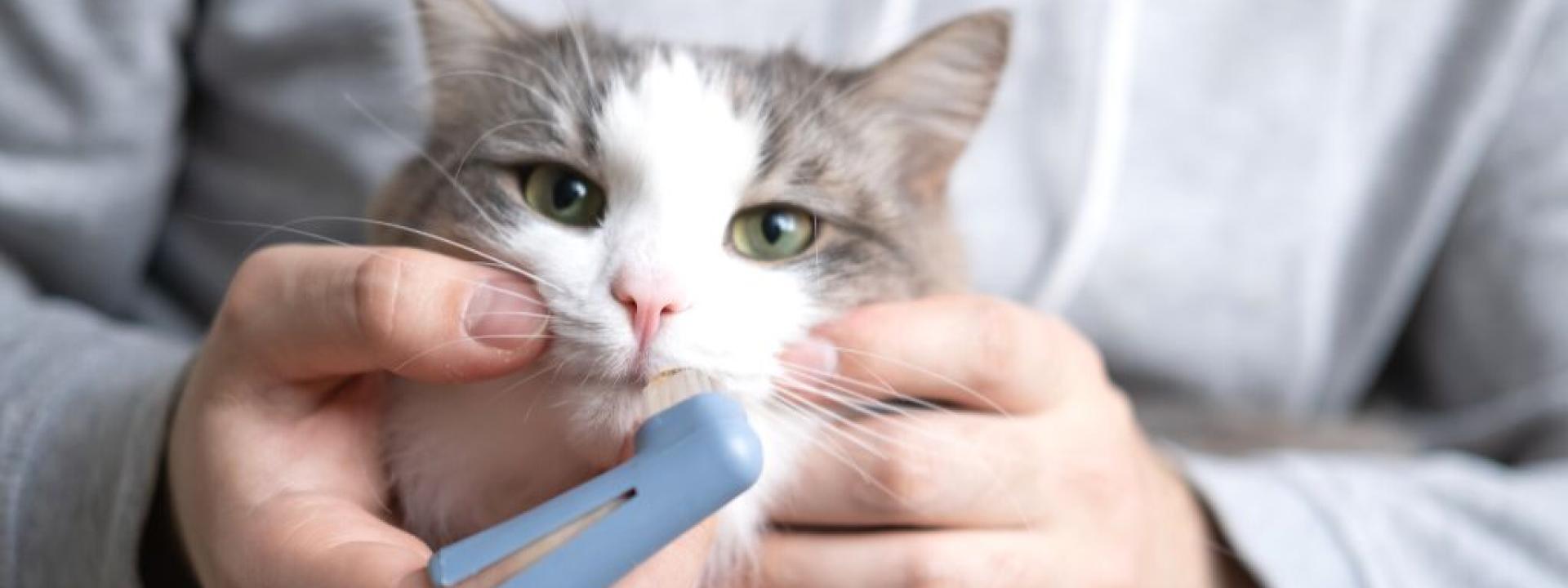 Person brushing cat's teeth with animal toothbrush.
