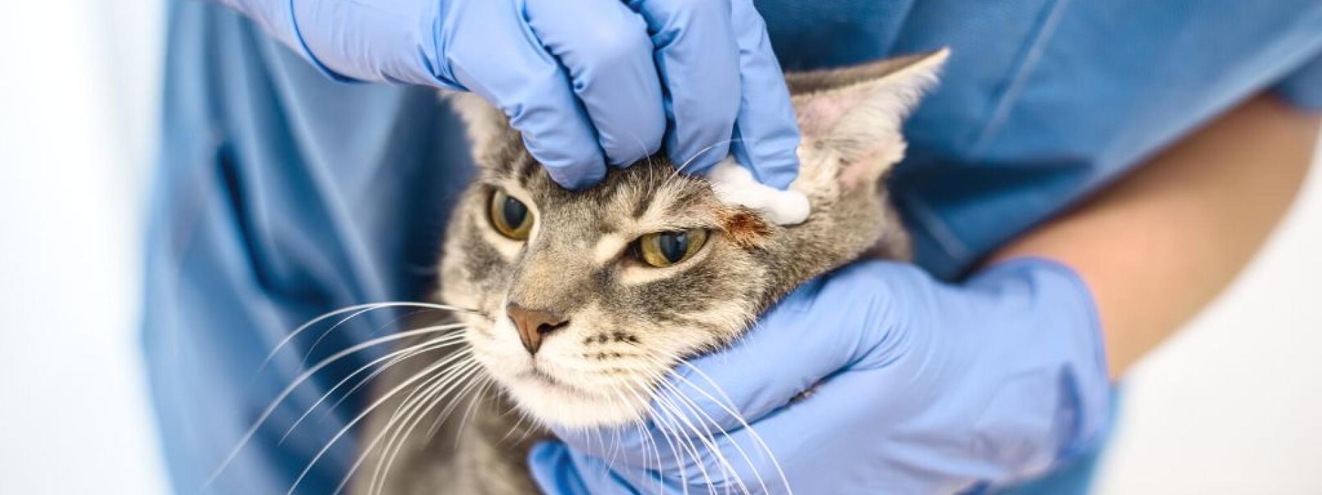 Veterinarian disinfecting the irritated skin of a cat