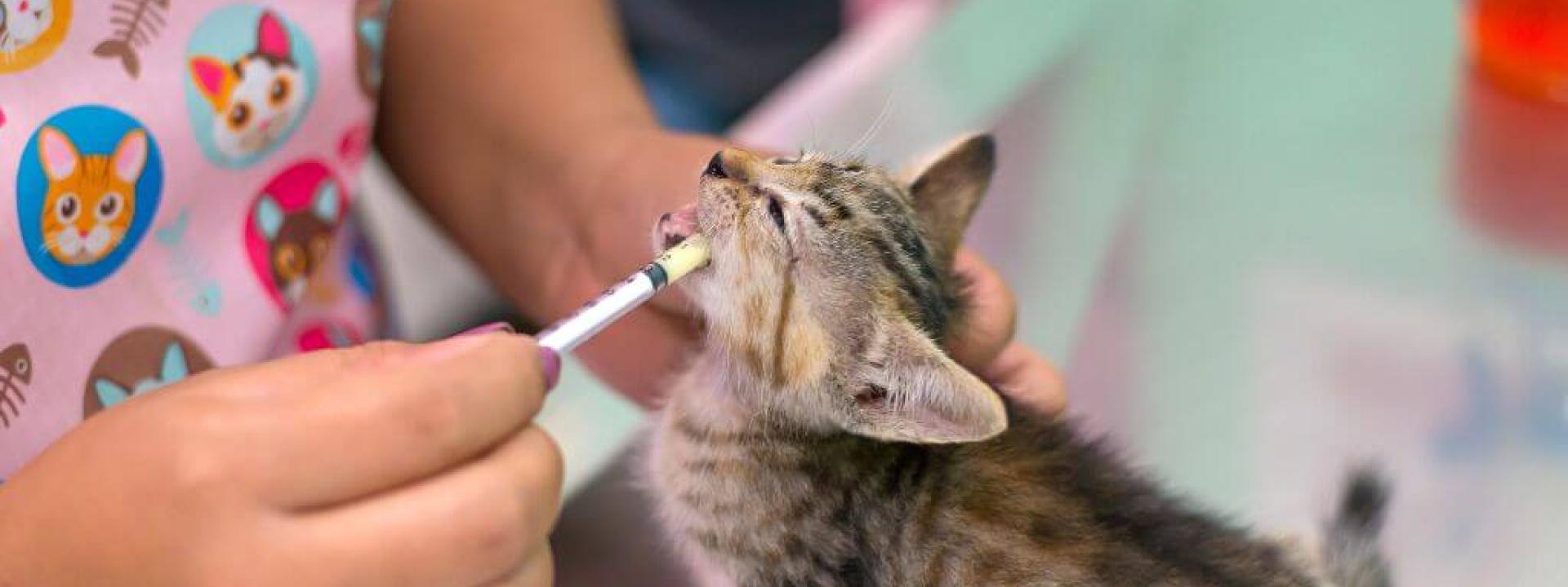 Veterinarian deworming kitten with syringe