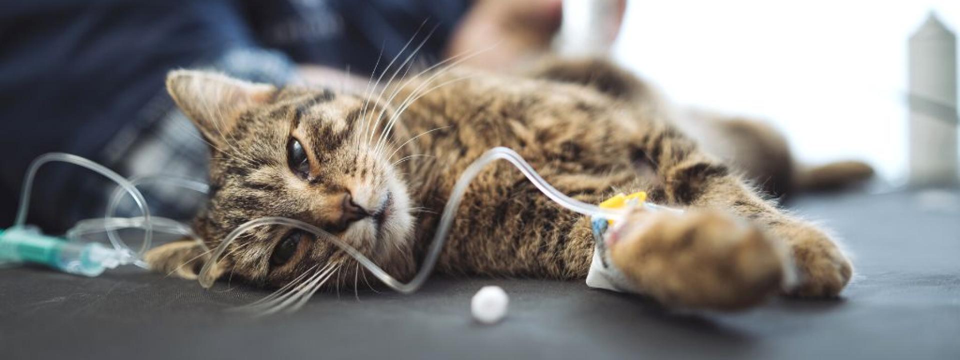 Cat gets a drip in a veterinary clinic.