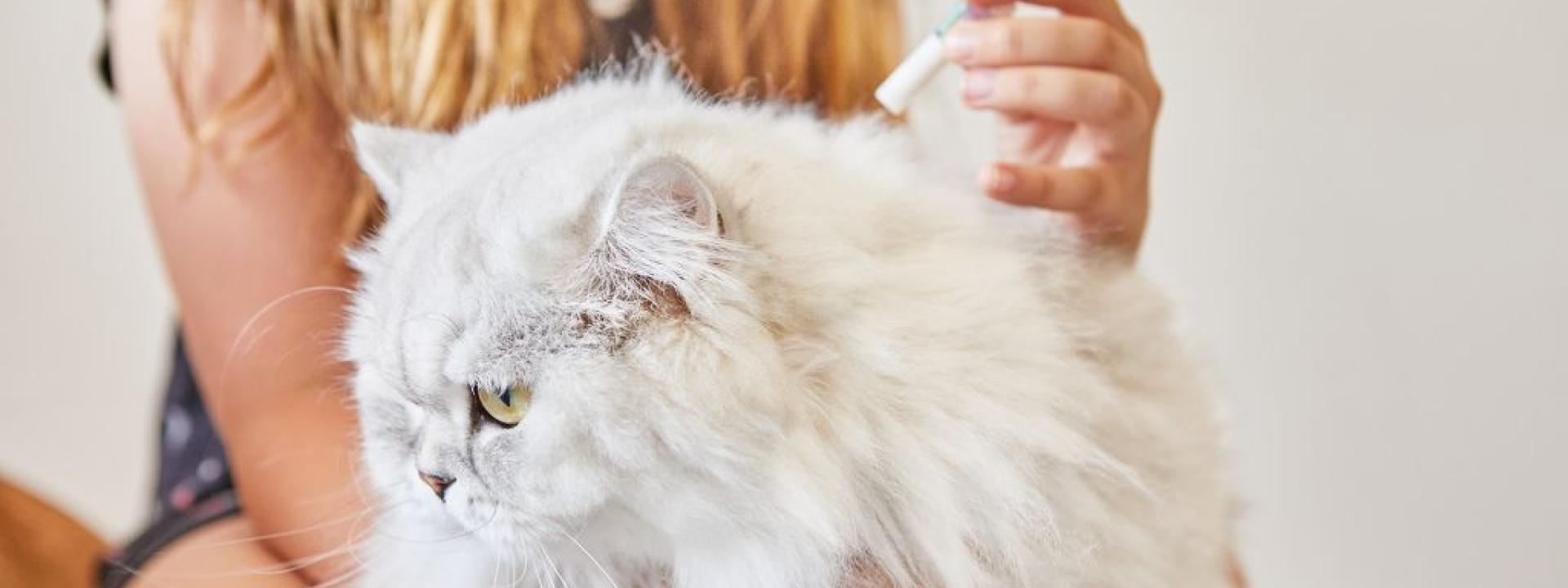 Girl giving heartworm preventative  to fluffy cat