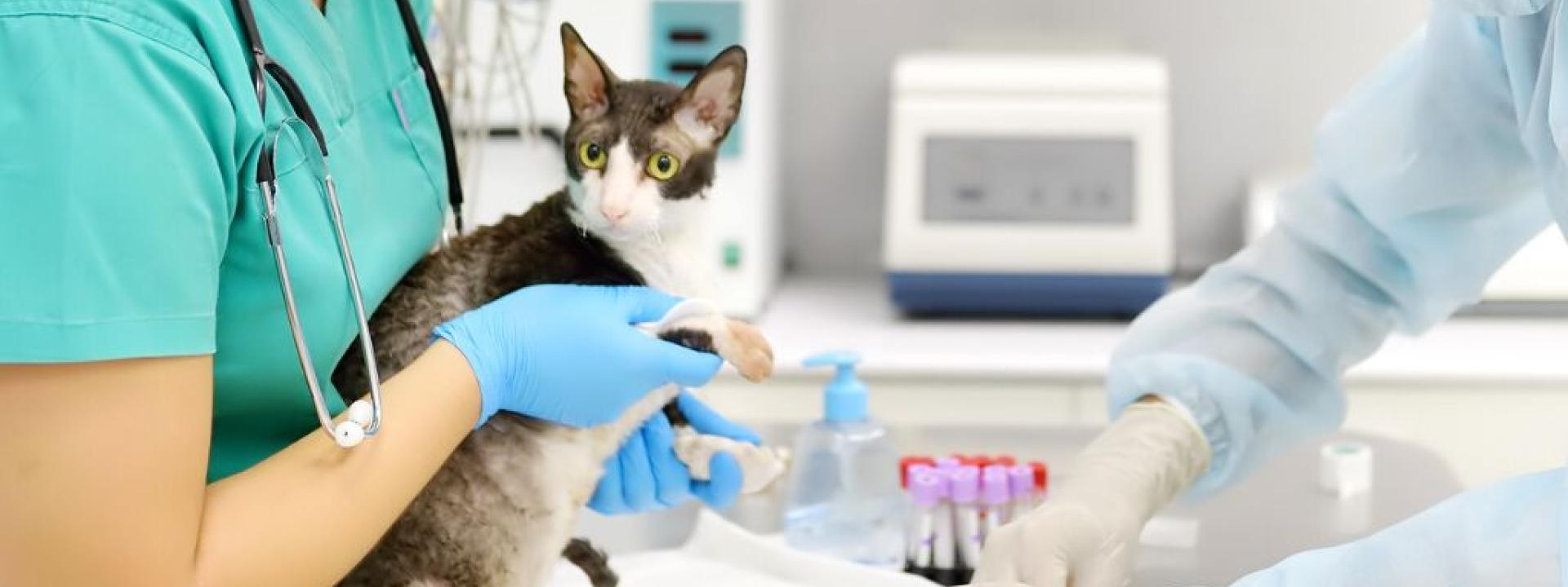 Veterinarian performing blood laboratory tests for cat.