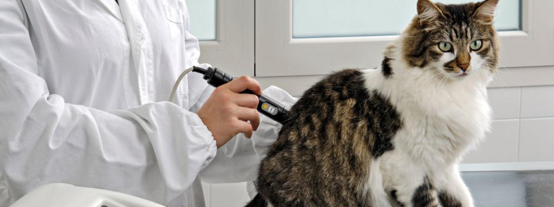 A veterinarian gives laser therapy to a cat