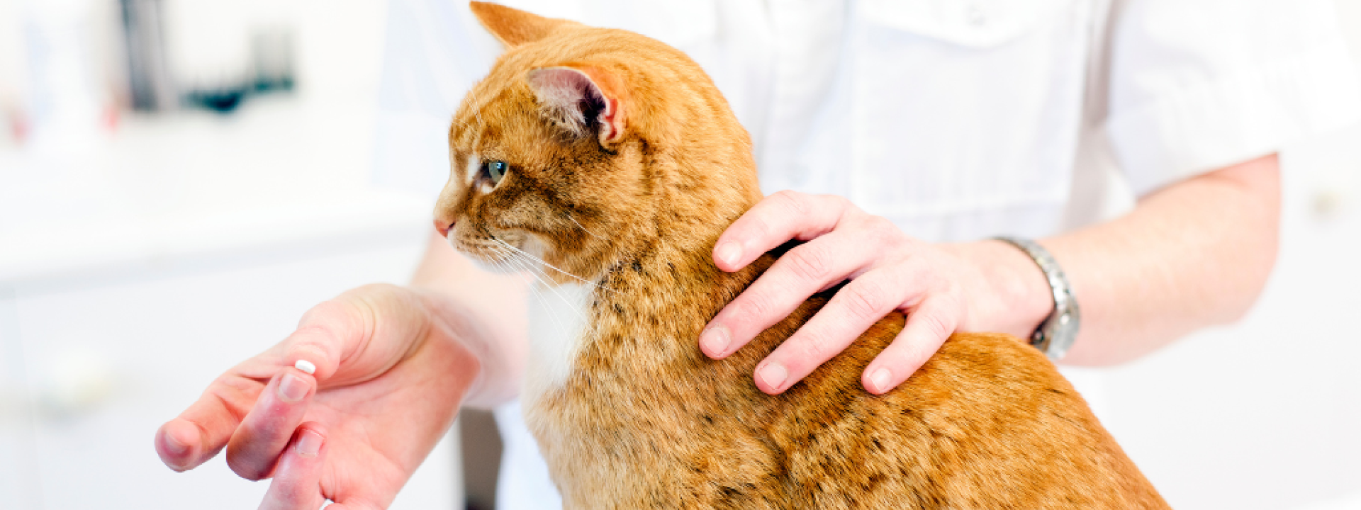 A veterinarian offers a pill to a cat.