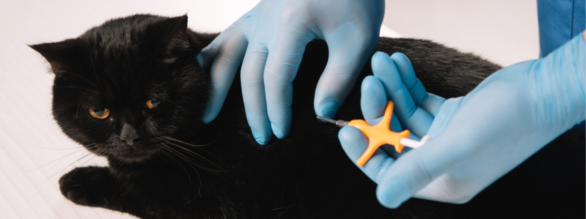 A veterinarian inserts a microchip into a black cat.