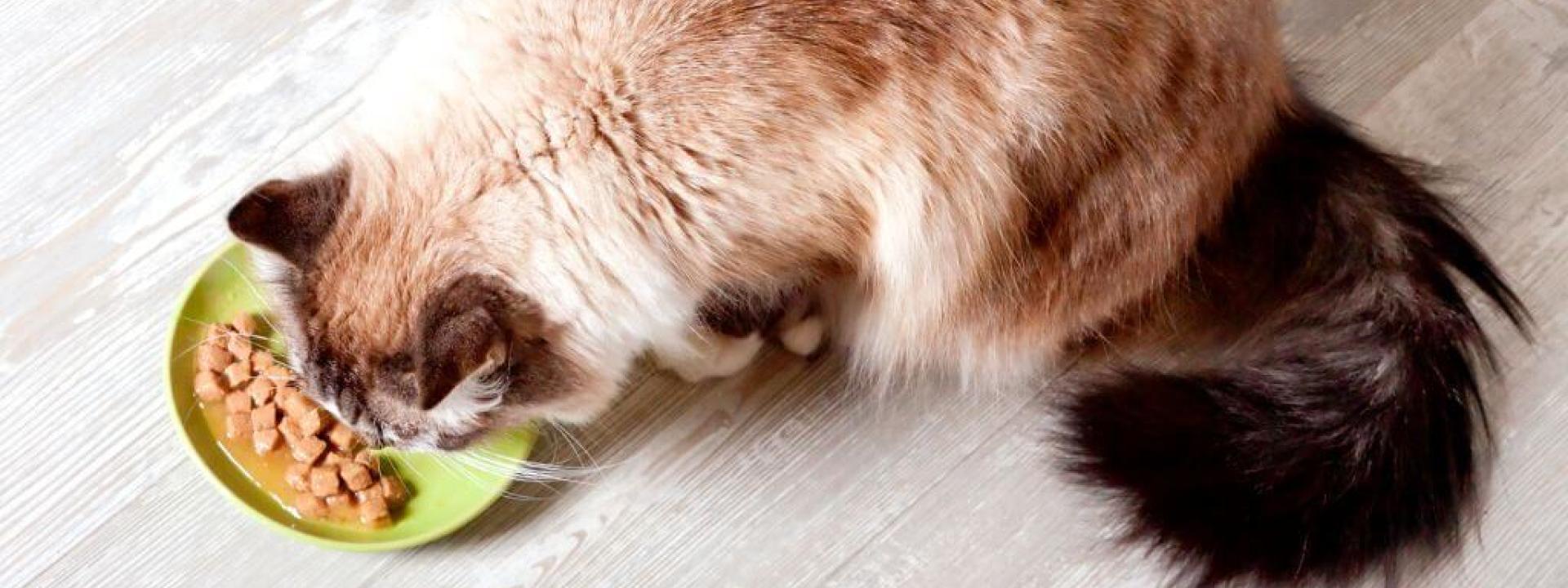 Cat eating food out of a bowl