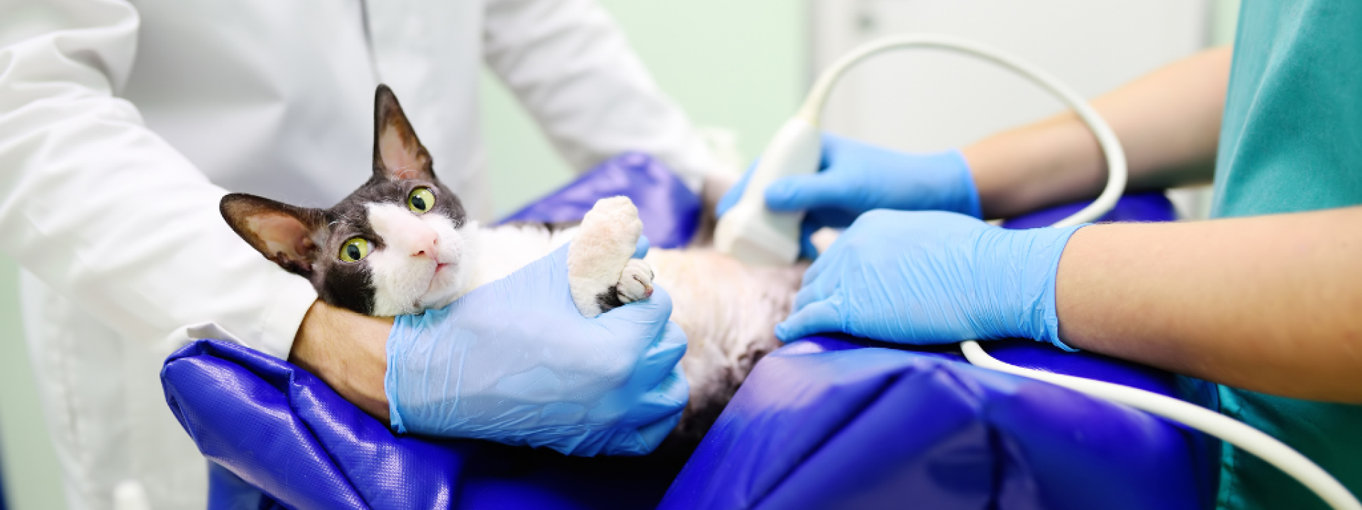 Pregnant cat receiving an ultrasound.