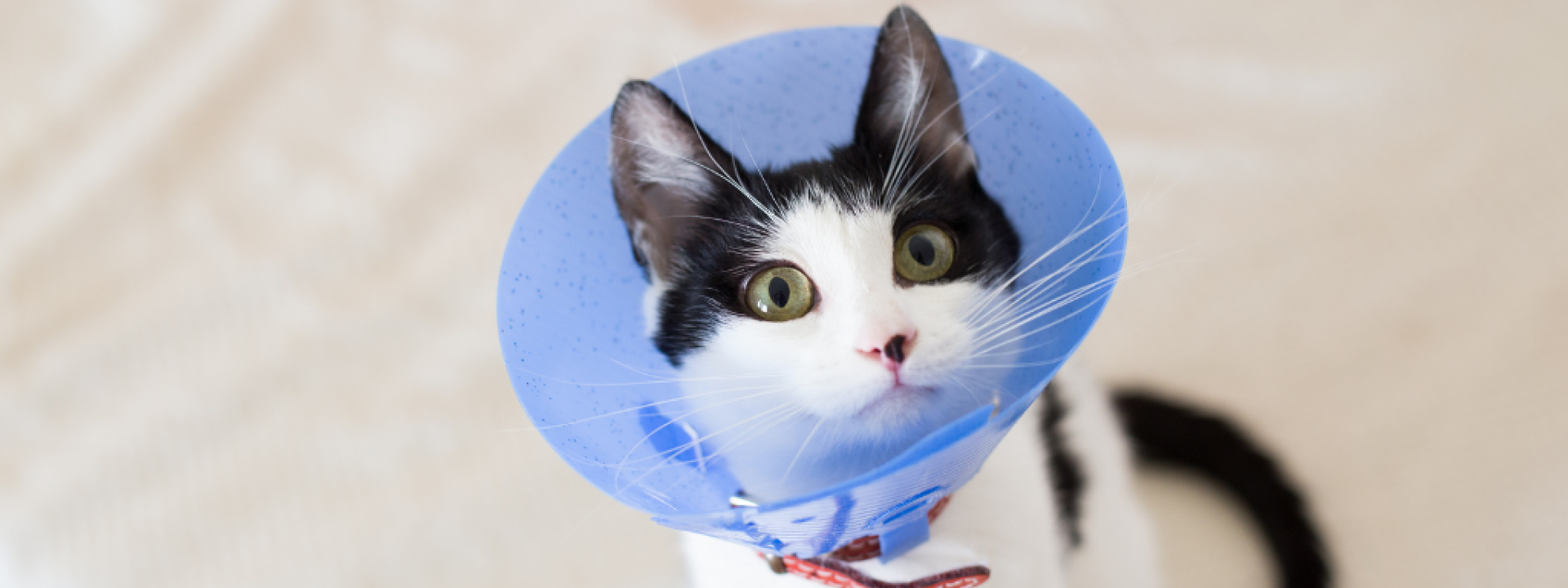 Black and white cat in cone.
