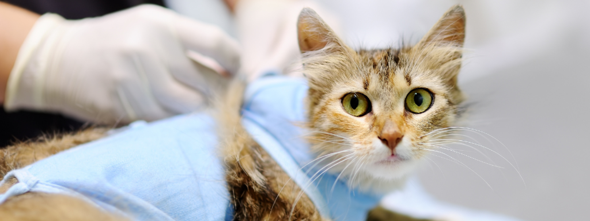 Female veterinary doctor puts the bandage on the cat after surgery.