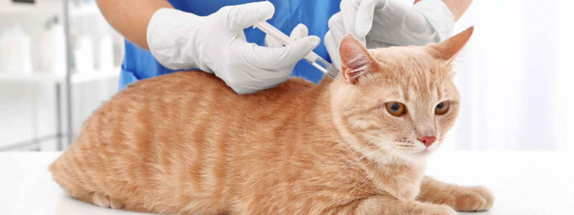 Veterinarian giving vaccination injection to a cat.