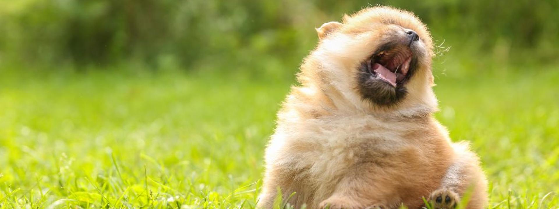 Funny puppy preparing to sneeze while sitting in grass