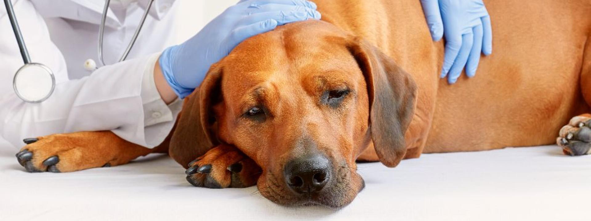 Sick dog lying down at the vet.