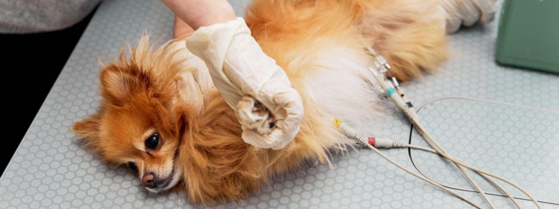 A veterinarian connect electrodes for an electrocardiogram examination