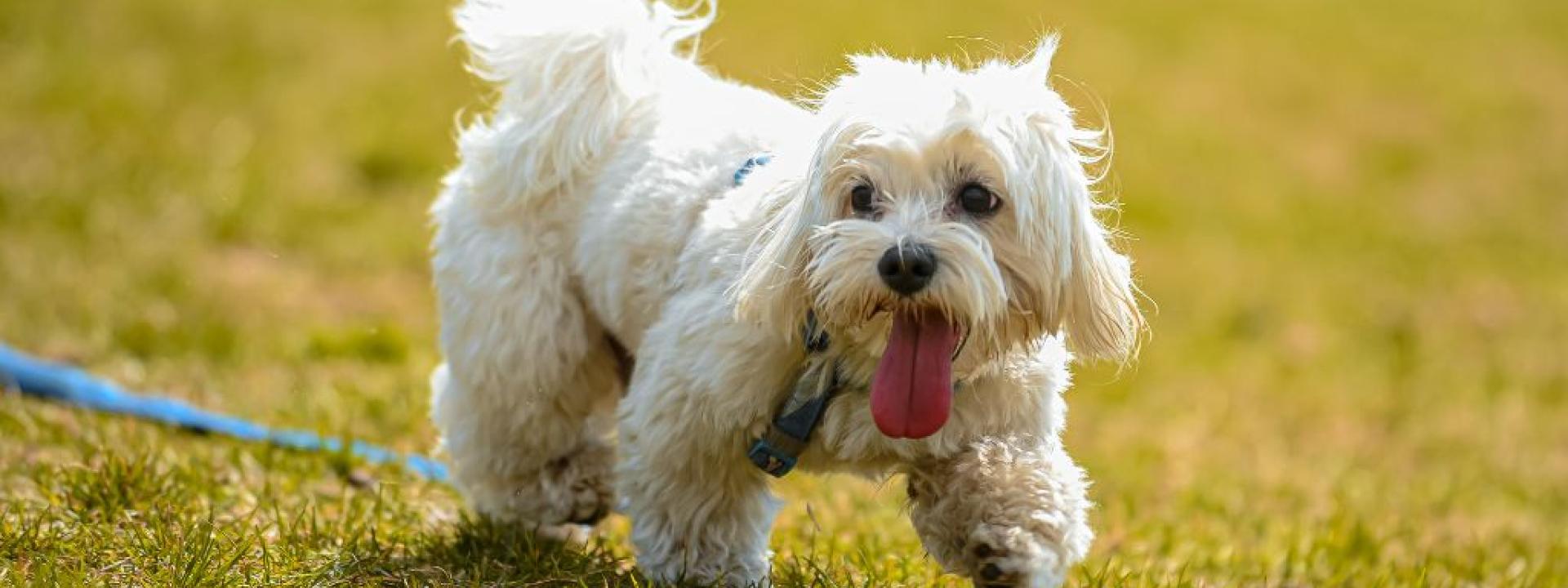 A white Shih Tzu dog walking on the grass on a leash