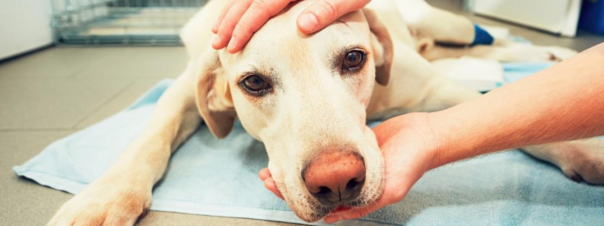 Ill labrador retriever in veterinary clinic