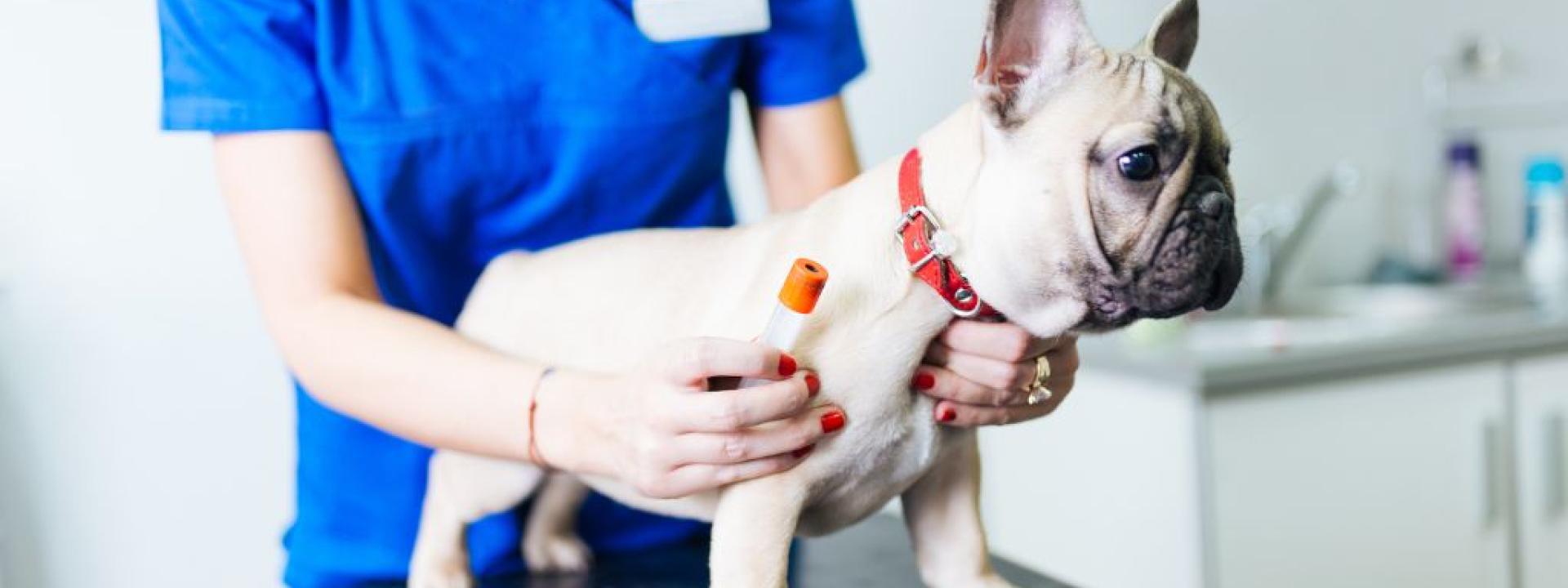 French bulldog puppy at veterinarian for lab tests