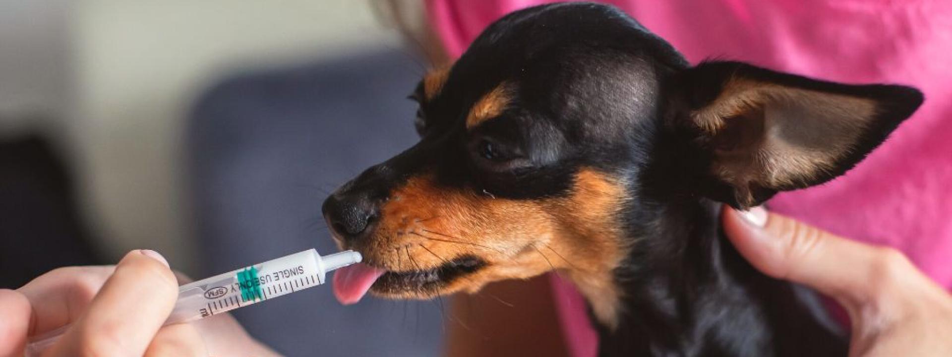 Process of giving a medicine injection to a small breed dog with a syringe
