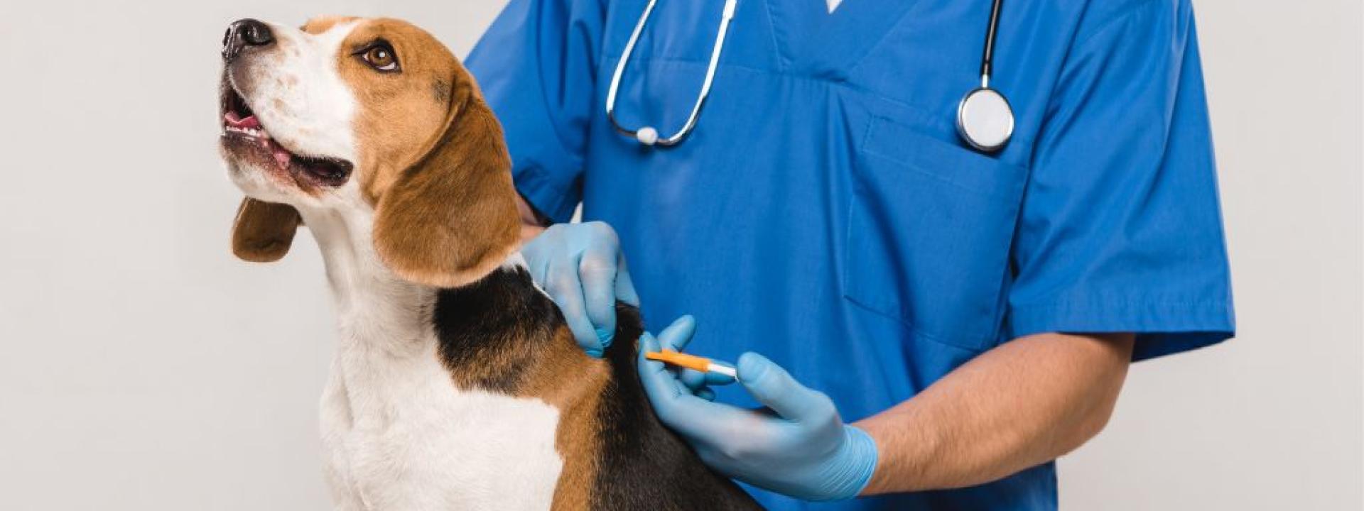 veterinarian microchipping beagle dog with syringe