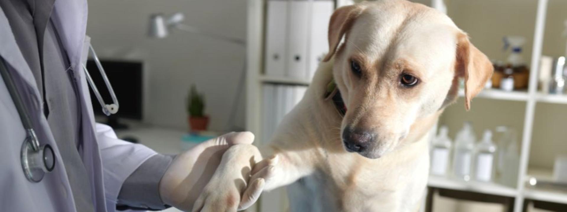 Doctor taking paw of labrador dog to check pain