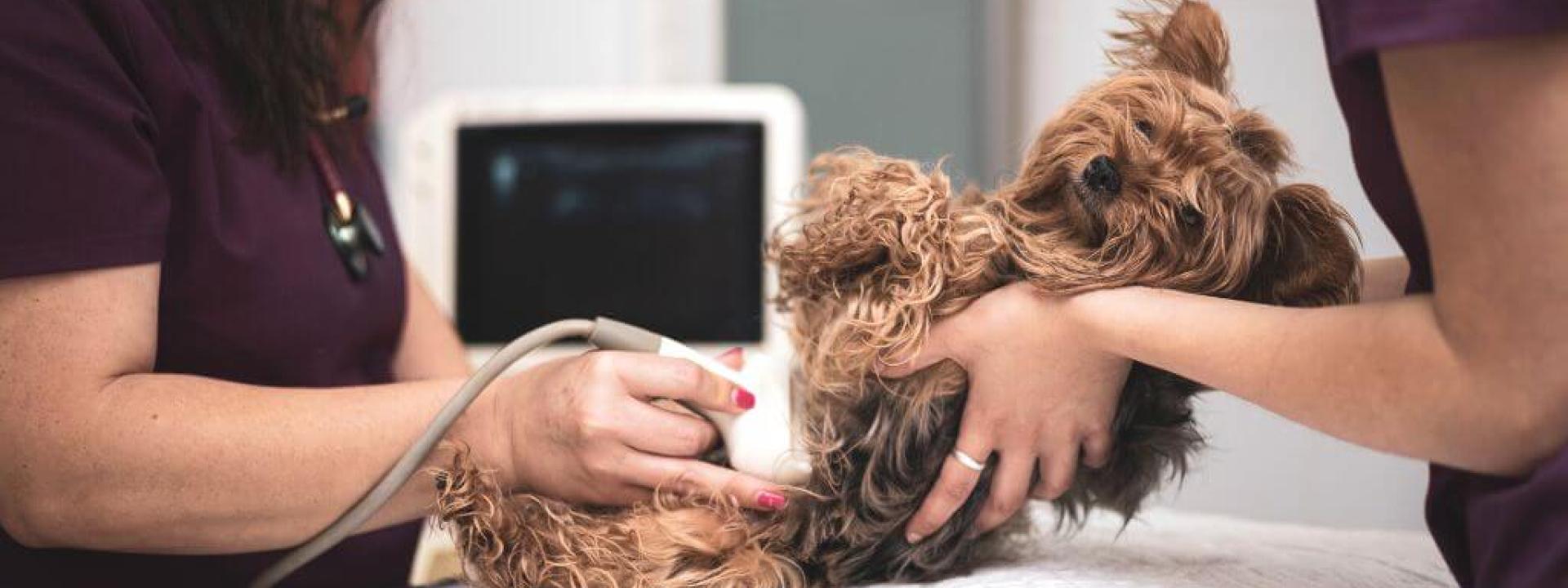 Female dog receiving an ultrasound.