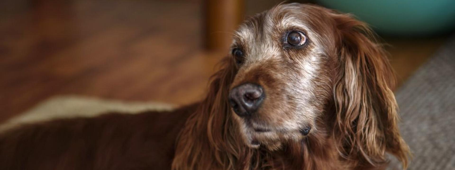 Portrait of an old Irish setter dog with white hair around its face and red hair on its body