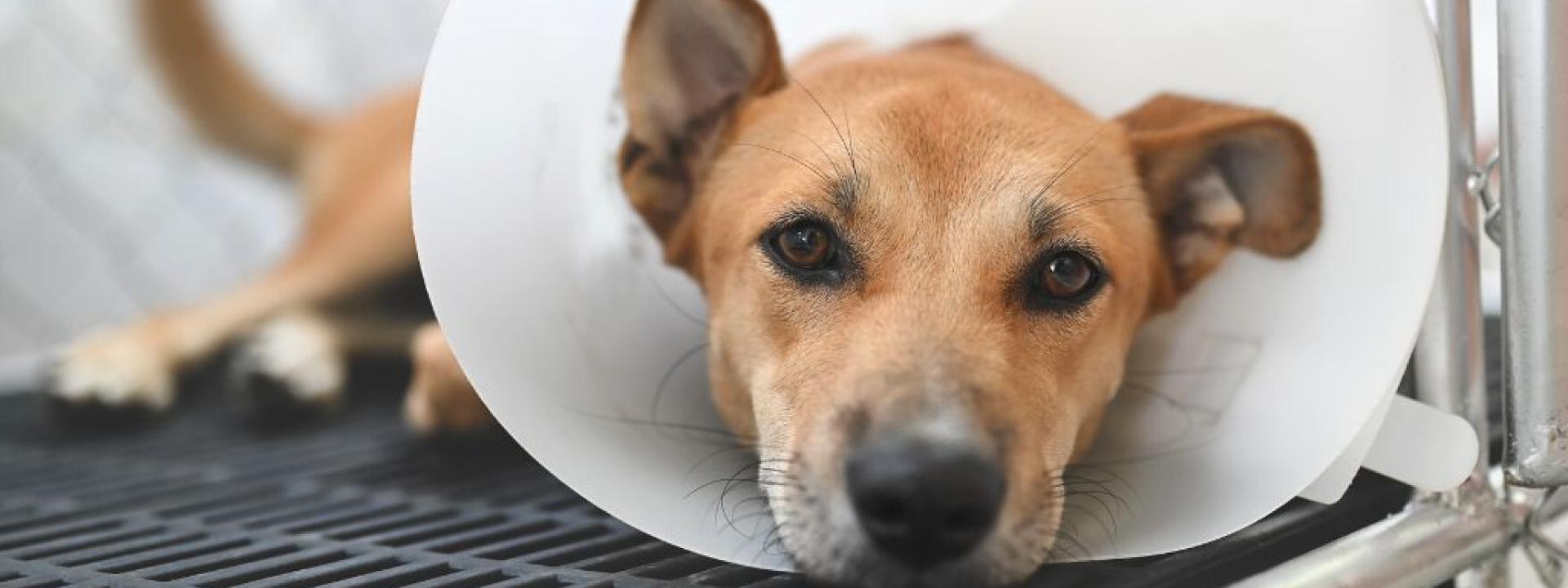 Dog wearing a protective cone on his neck and lying down