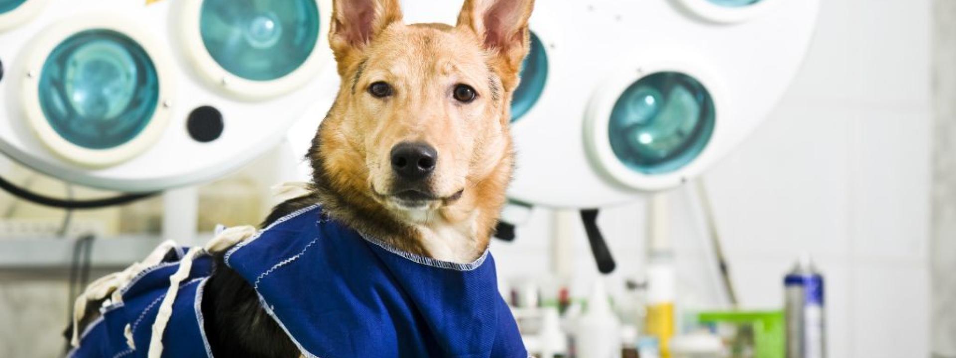 Dog wearing a protective post surgery shirt