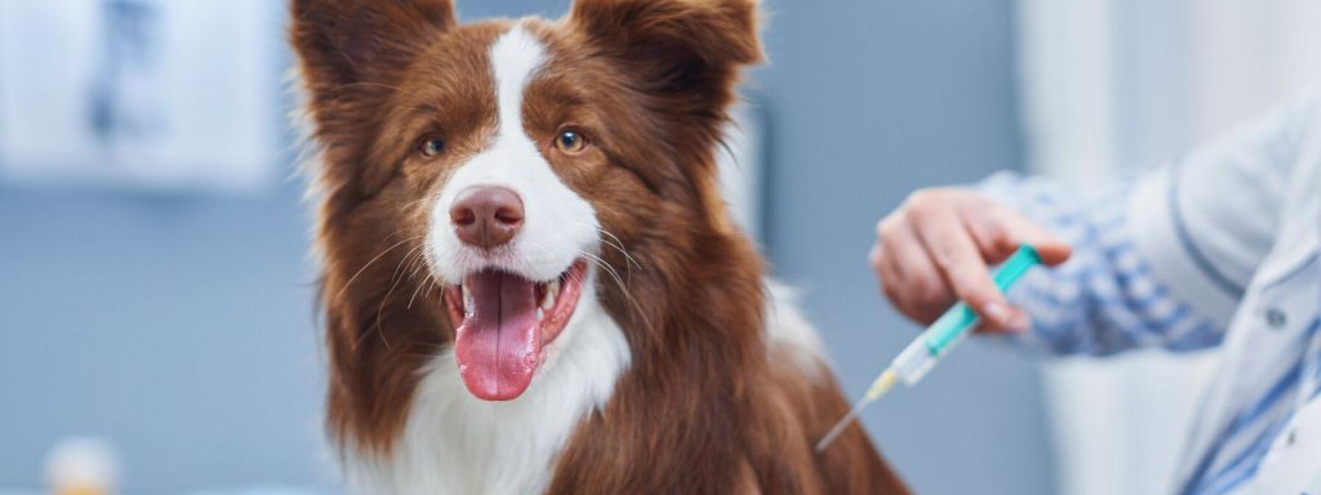 Brown Border Collie dog during visit for vaccination